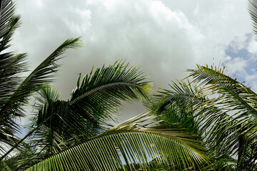 Fototapety  Palmy kokosowe, piękne tropikalne tło, filtr vintage