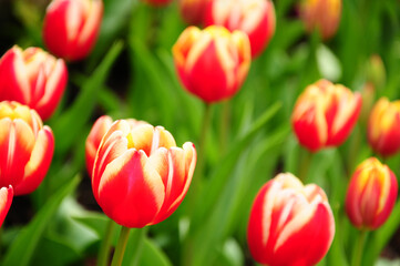 close up of red tulips flower bloom in the garden