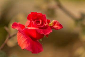 These flowers were clicked in the month of February when it is in full bloom