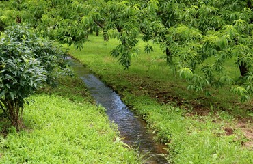 田舎　小川　野原　風景　若葉