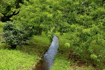 田舎　小川　野原　風景　若葉