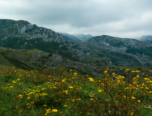 Fototapeta na wymiar landscape of mountains and yellow flowers in Peaks of Europe (Asturias, Spain) / paisaje de montañas y flores amarillas en Picos de Europa