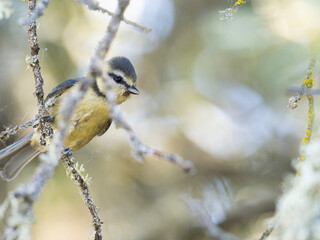 Herrerillo común (Cyanistes caeruleus)