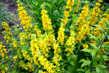 yellow flowers closeup as texture for background