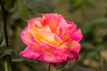 These flowers were clicked in the month of February when it is in full bloom