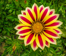 red and yellow bicolor flower closeup