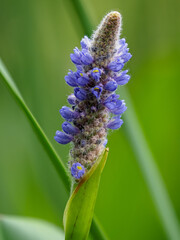 Aquatic flower, pontederia cordata, in a pond