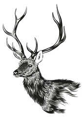 Naklejka premium The deer. Engraved hand drawn styled vector image. 
