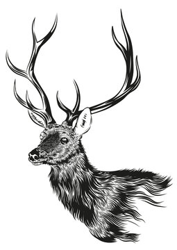 The deer. Engraved hand drawn styled vector image.	
