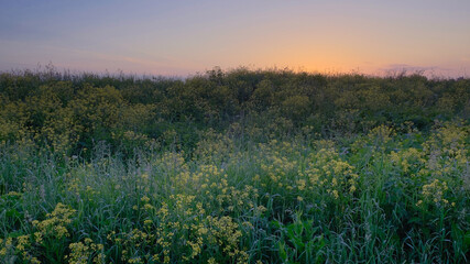 summer landscape, wild yellow and white flowers in the bright rays of the sun in the dawn, beautiful sunrise sky