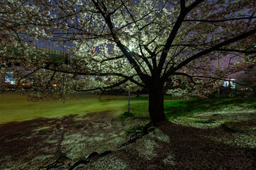 夜明けの町の街灯に照らされる桜