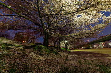 夜明けの街灯に照らされる都会の桜
