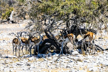 Closeup of gemsboks under the tree in a savannah grassland