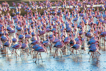 Piink flamingos in pink sunset