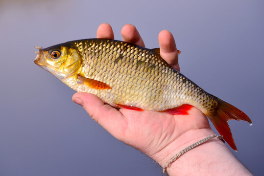 Roach Fish
