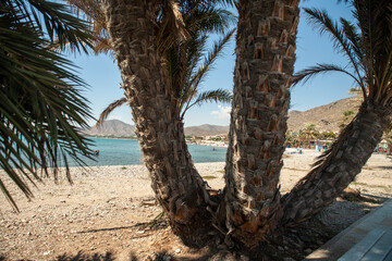 Palm trees on the beach of La Azohia on Spain's Costa Calida.