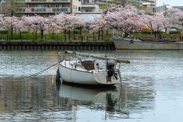 Fototapeta na wymiar 満開の桜の花とボート