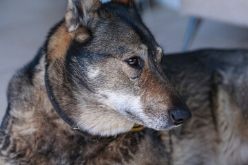 Hunting dog West Siberian Laika (a related breed of husky)  with a scar on the muzzle. Close-up,...