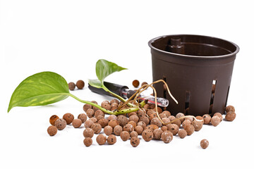 Tools for keeping houseplants in passive hydroponics system without soil with water level...