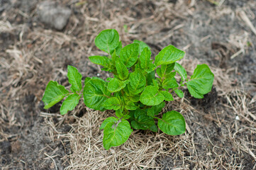 Beautiful neat bush of potatoes in the home garden