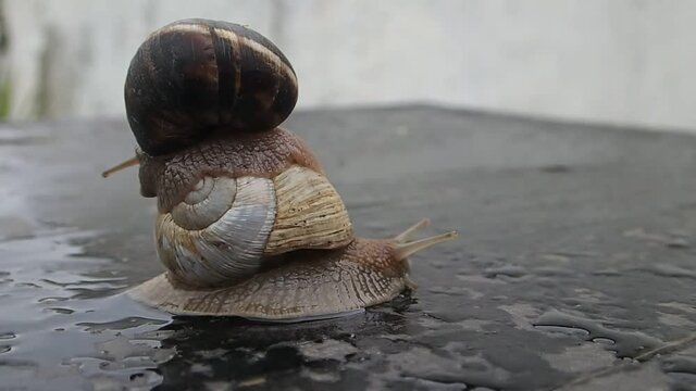 Garden snails moving, one with white shell