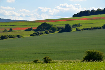 Felder mit Mohnblumen in der Rhön