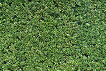 Natural background of green tiny leaves wall.