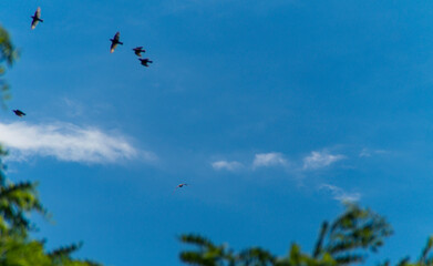 Uccelli in volo nel cielo azzurro d'estate