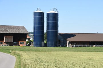 Wheat field in Switzerland countryside in sunny summer weather with asphalt road leading to a small farm with two blue towers for silage storage under azure sky. © Lucia