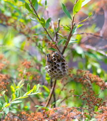 European paper wasps, Polistes dominula, taking care of their nest. The nests of most true paper wasps are characterized by having open combs with cells for brood rearing.
