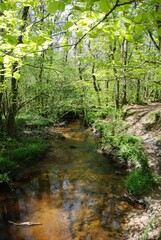 Trout river in a forest in Brittany