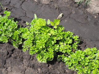 Parsley on bed in vegetable garden. Teleobjective shot with shalow DOF.