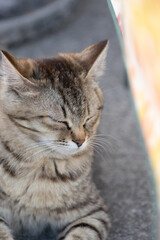 うとうと…　　　キジトラ猫