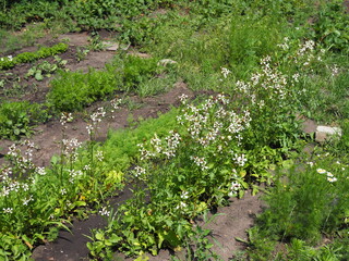 Arugula flower. Eruca sativa plant. Flowering and seed formation. Rucola blossom. Organic farmland...