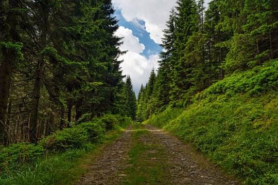 Forststrasse durch Wald