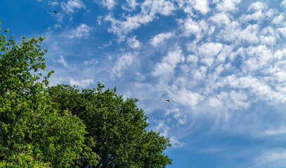 Obraz premium Nuvole astratte in cielo in estate