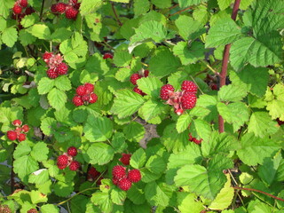Raspberries in a garden