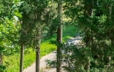 Fototapeta premium Cipressi in primo piano