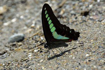 吸水する蝶　アオスジアゲハ