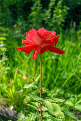 Fototapeta na wymiar Red rose on a long stalk in the sun. On a blurred background in the garden.