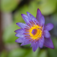 Flor de Loto en La India