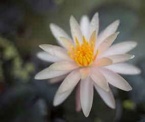 Flor de Loto en La India