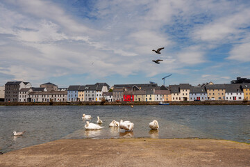 White swans colony and two ducks flying over in River Corrib Galway city in the background, Ireland, Warm sunny day. Beautiful cloudy blue sky. Popular tourist attraction.
