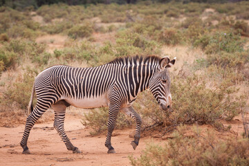 Fototapeta na wymiar One adult Grevy Zebra walking in Samburu National Reserve Kenya