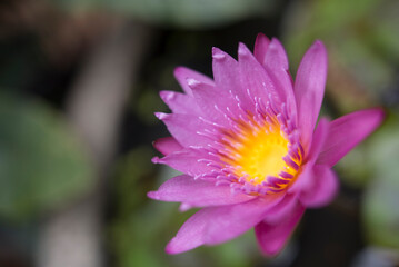 Obraz premium Flor de Loto en La India