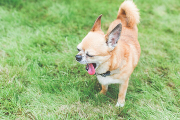 cute little red dog chihuahua yawns sticking out his tongue in a green lawn meadow, place for text 