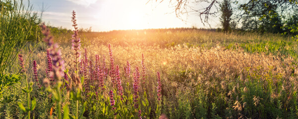 Beautiful scenic colorful wild flower field meadow sunset evening sunrise morning summertime nature...