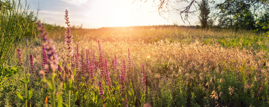 Beautiful scenic colorful wild flower field meadow sunset evening sunrise morning summertime nature landscape panorama. Vibrant multicolored countryside rural steppe dawn wide panoramic banner view