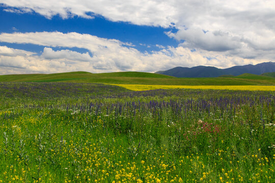 Flowering wild grass in the mountains. Summer landscape. Kyrgyzstan © Alwih