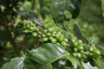 Plantacion organica de cafe en Karnakata, India 